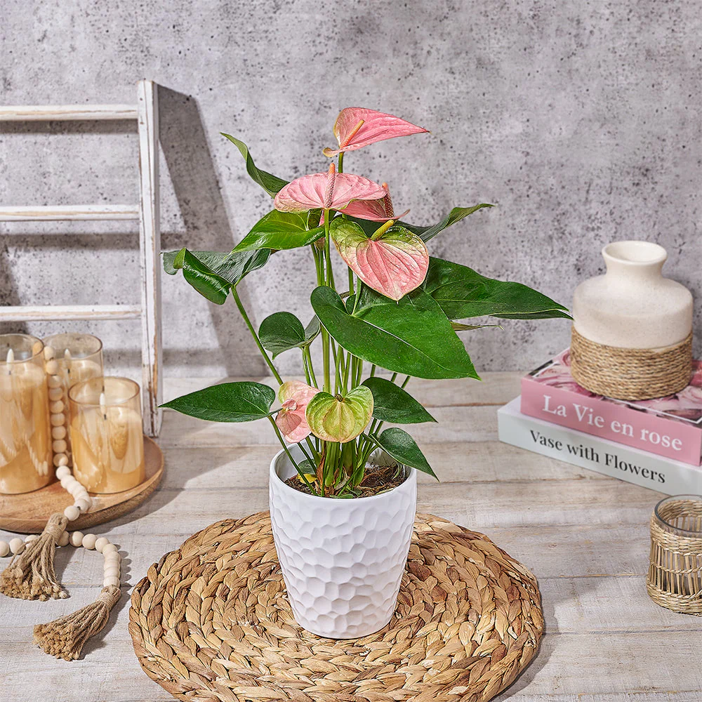 Blushing Pink Anthurium