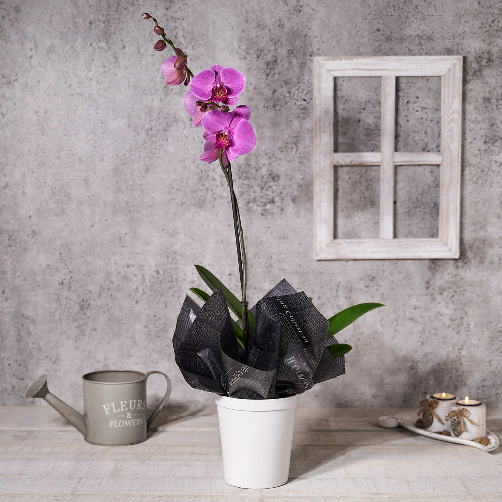 Potted Purple Orchid