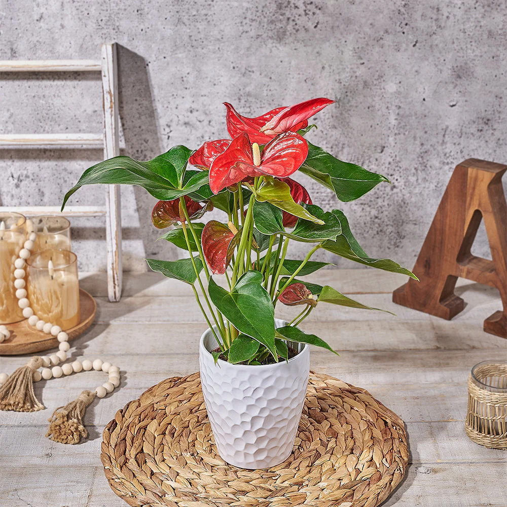 Ruby Red Potted Anthurium